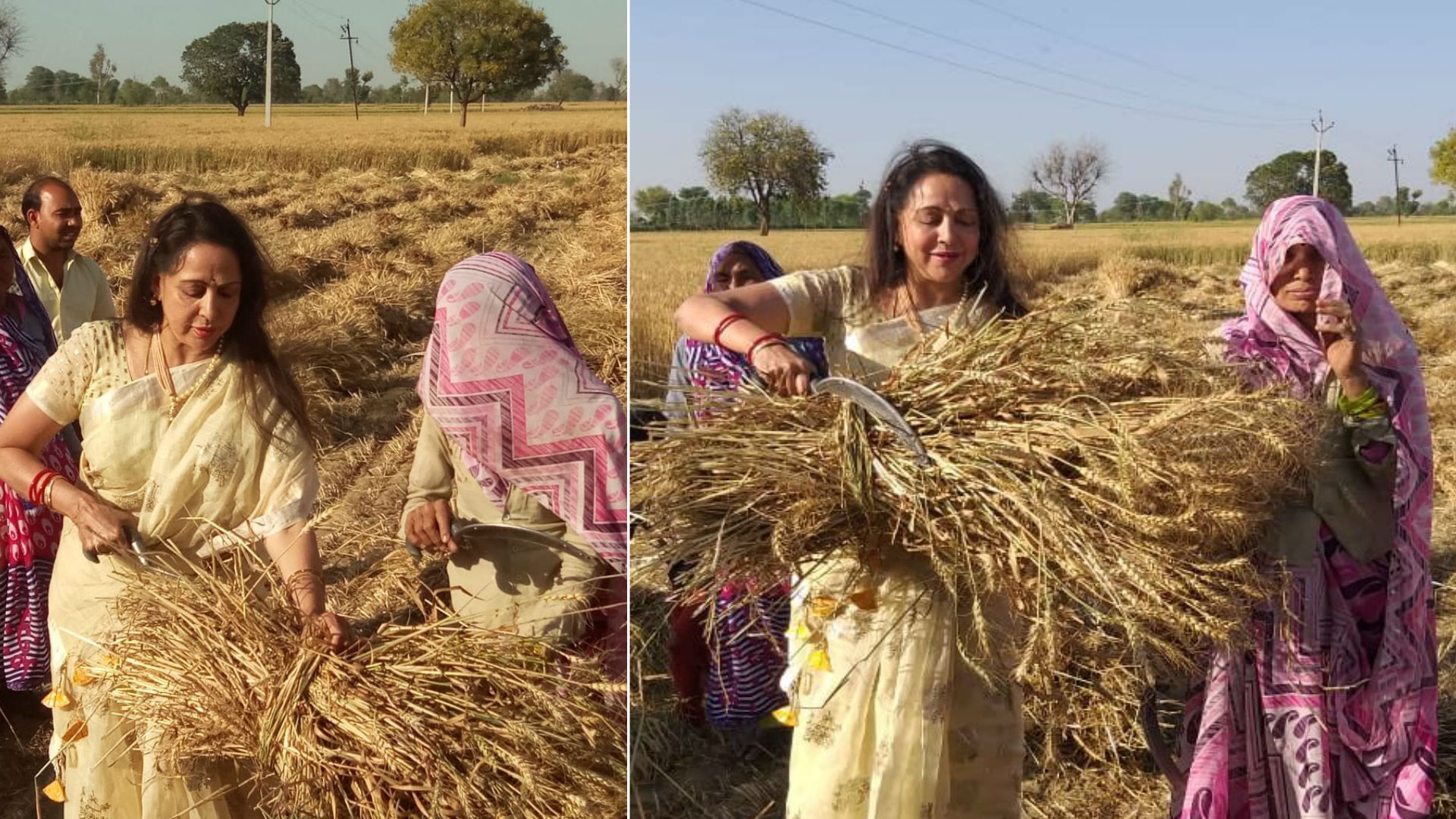 हेमा मालिनी ने चुनाव प्रचार के दौरान काटी गेहूं की फसल, सोशल मीडिया पर खुद शेयर की ये तस्वीरें