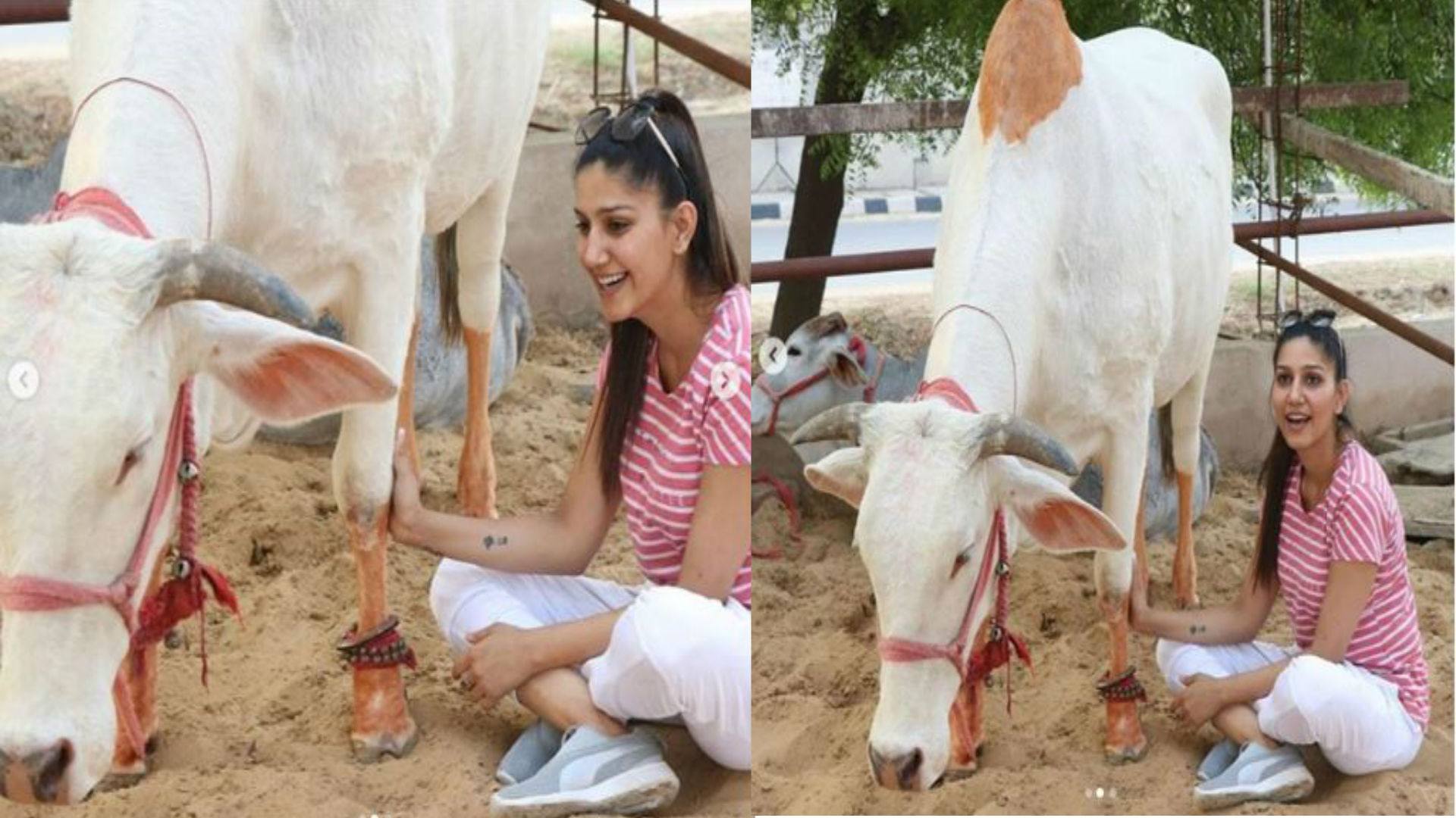 सपना चौधरी का दिखा अबतक का सबसे देसी अवतार, कुछ इस तरह गांव में गौ सेवा करती हुई आईं नजर