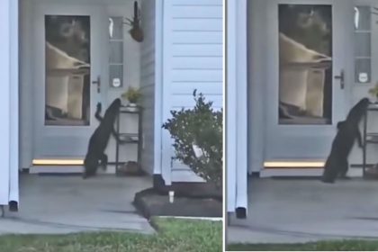 Alligator tries to ring doorbell in South Carolina video viral