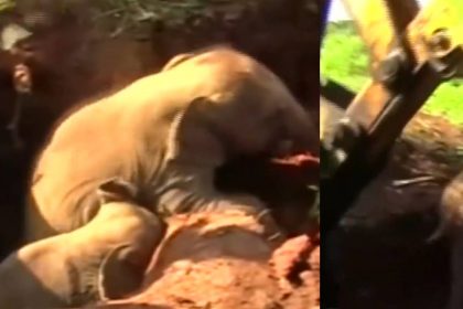 Baby Elephants Viral Video