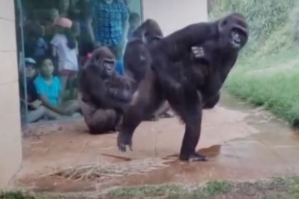 Gorillas do not like rain watch viral video on social media