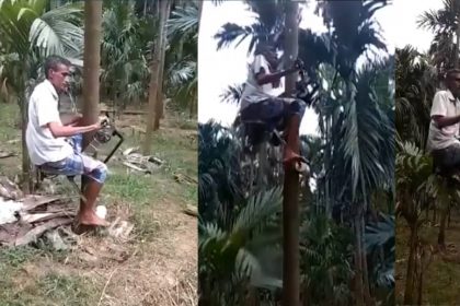 Farmer Climb tree