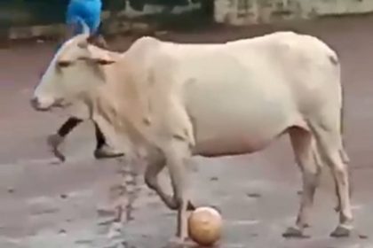 Cow Playing Football