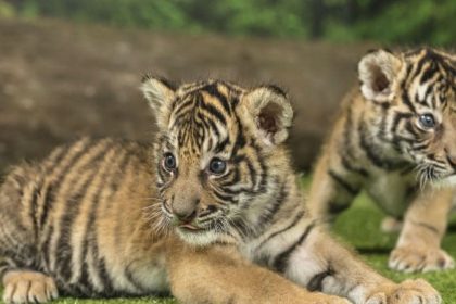 International Tiger Day 2019