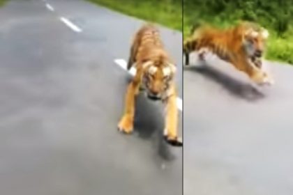 Tiger Chases Bike Riders Kerala Video