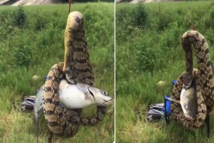 Texas boy find snake around on his catch fish lift by fishing rod video viral