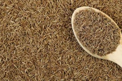 bile disease can cure by cumin seeds household remedy these are the methods