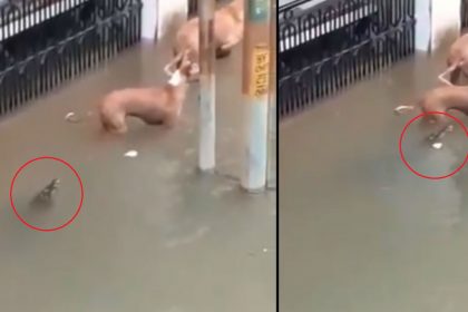 Crocodile almost eats up dog at Vadodara road Video Viral Gujarat floods viral videos