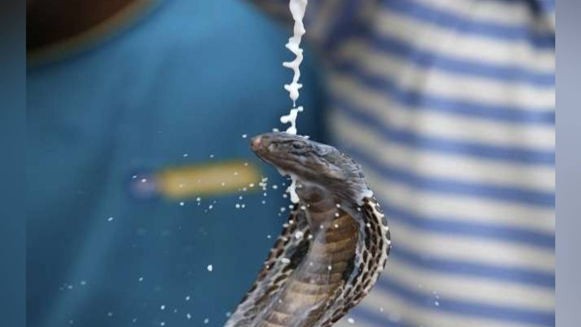 Nag Panchami 2019: जानिए क्यों की जाती है नाग पंचमी पर नागों की पूजा, इसके पीछे है इस शाप से जुड़ी कहानी