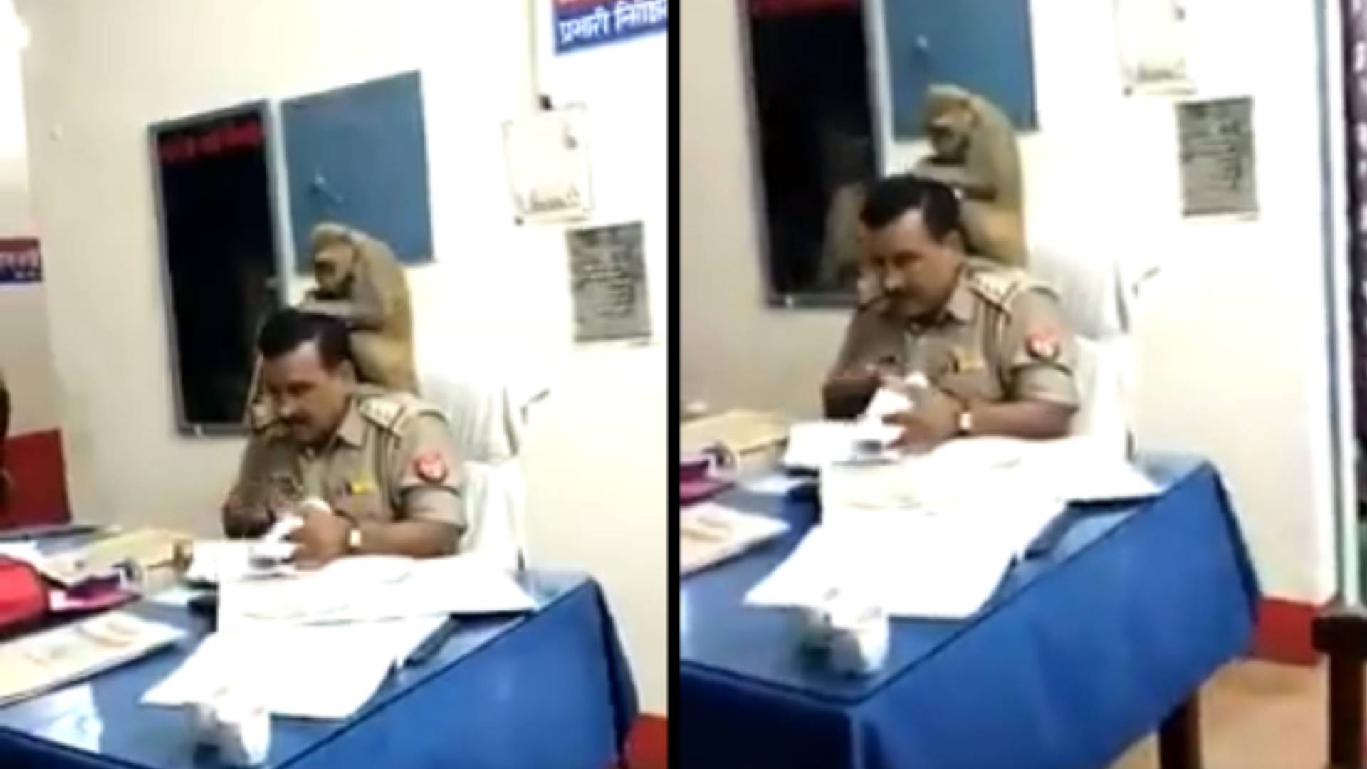 जब थाने में बंदर ने दी पुलिस अफसर को हेड मसाज, सोशल मीडिया पर वायरल हुआ ये मजेदार वीडियो