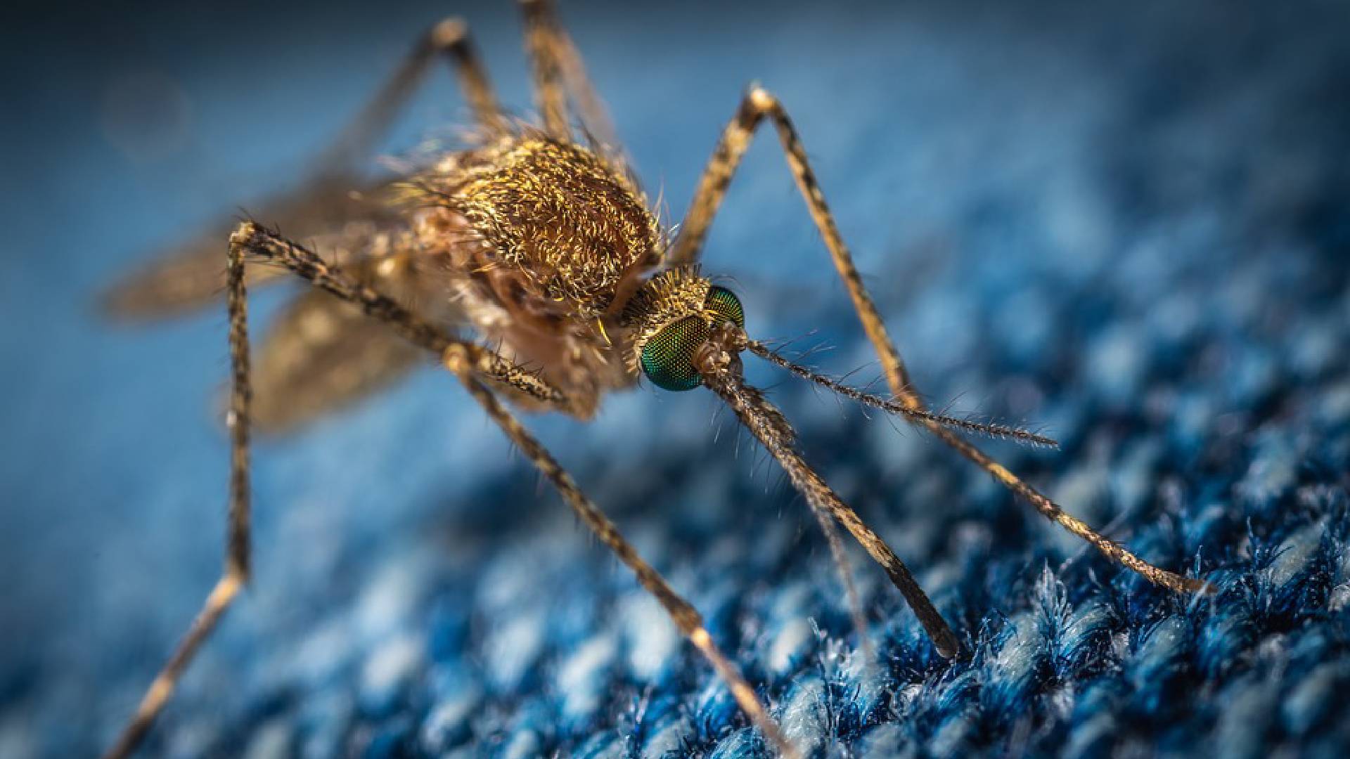 Health Tips: बदलते मौसम में बढ़ा मलेरिया का प्रकोप, यहां जानिए इस बुखार के लक्षण-कारण और घेरलू उपचार