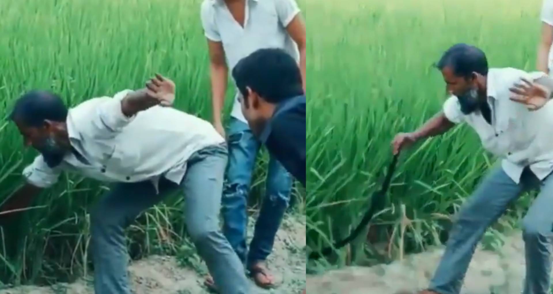 Viral Video: इस अंदाज में सांप पकड़ रहा है ये शख्स, आखिरी में किया ये काम, तो निकल पड़ी लोगों की हंसी