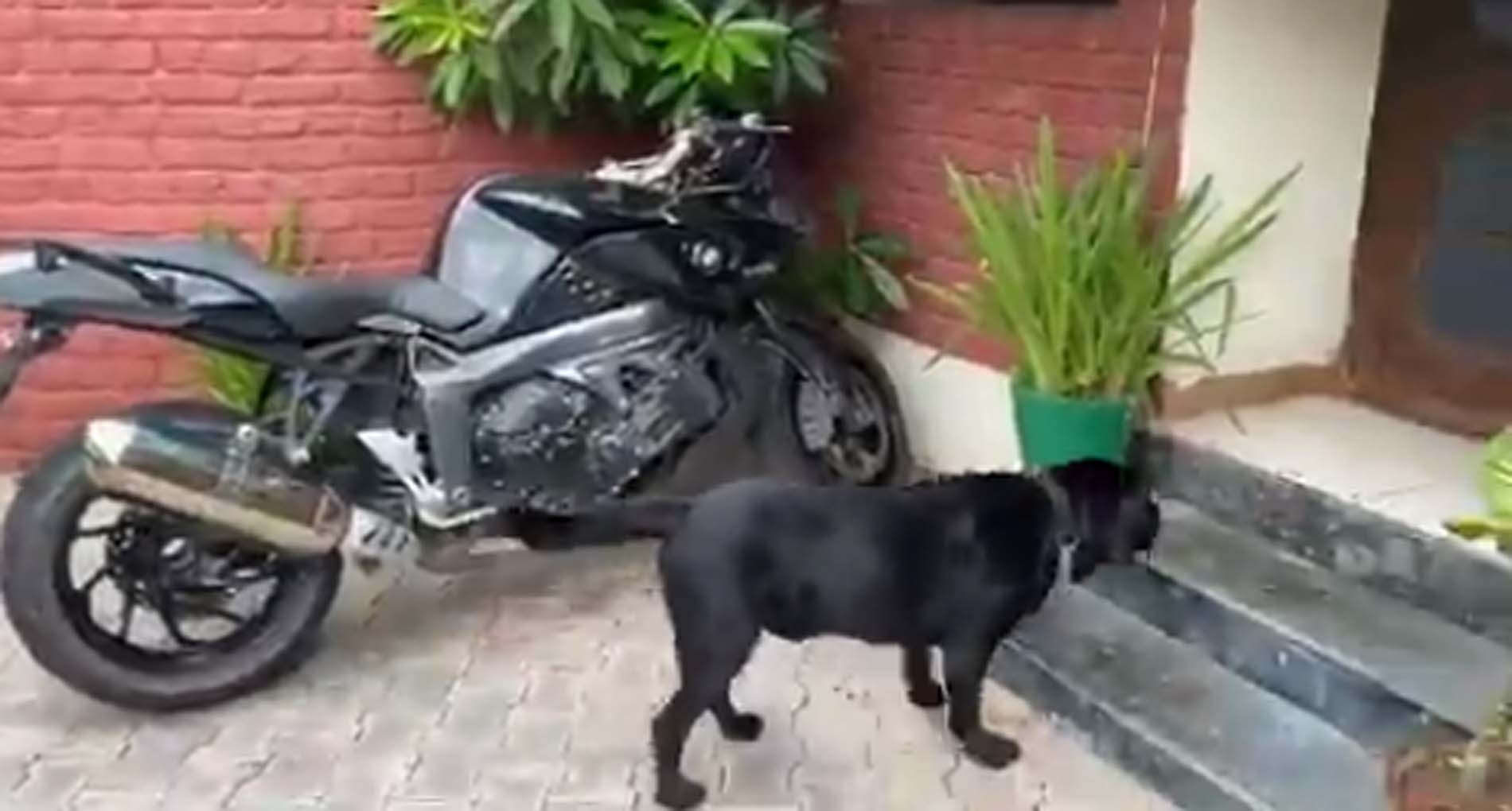 सुशांत के पेट डॉग फज का वीडियो Viral, सुशांत के इंतजार में लगा रहा Bike का चक्कर, देखें Video